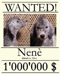 Nene