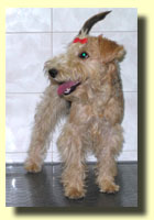 Ussi: Lakeland Terrier