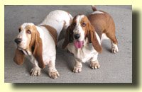 Basset Hounds